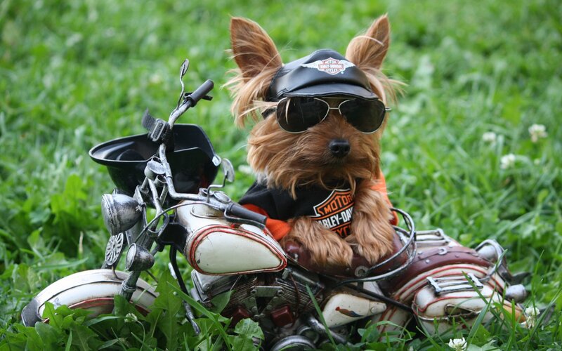Yorkshire Terrier on Motorcycle — Green