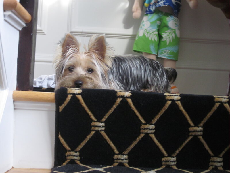 Yorkshire Terrier on Stairs