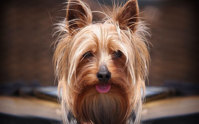 Yorkshire Terrier portrait