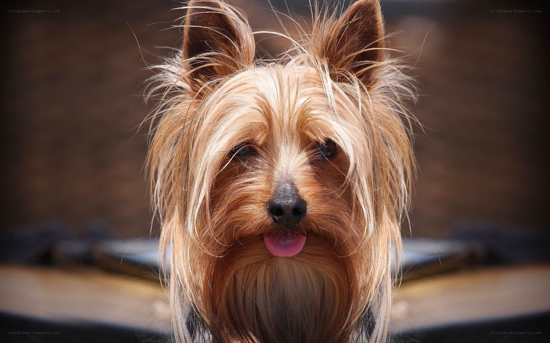 Yorkshire Terrier portrait