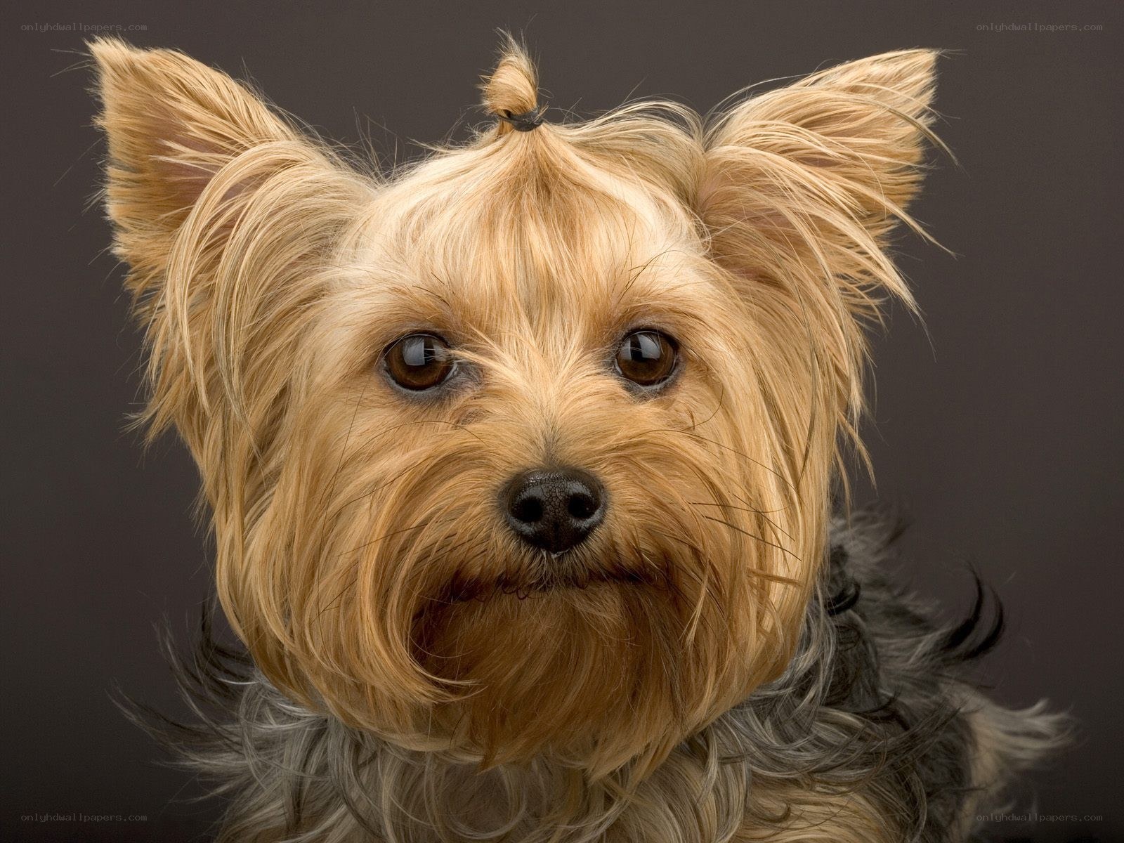 Yorkshire Terrier Portrait