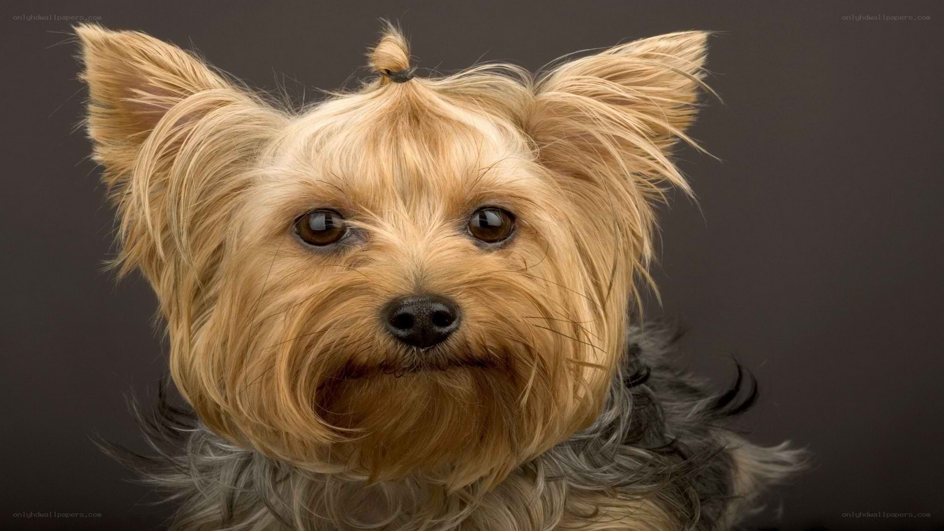 Yorkshire Terrier portrait
