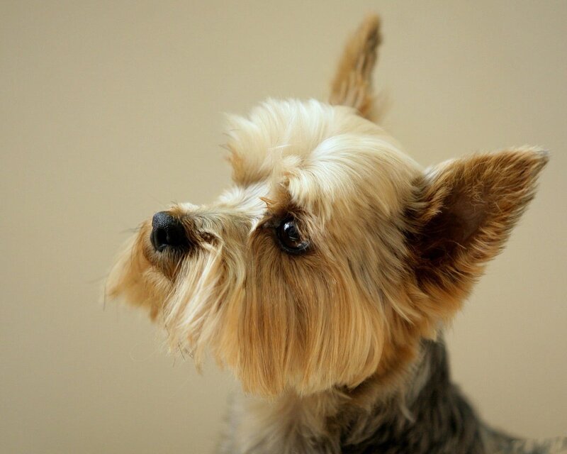 Yorkshire Terrier portrait