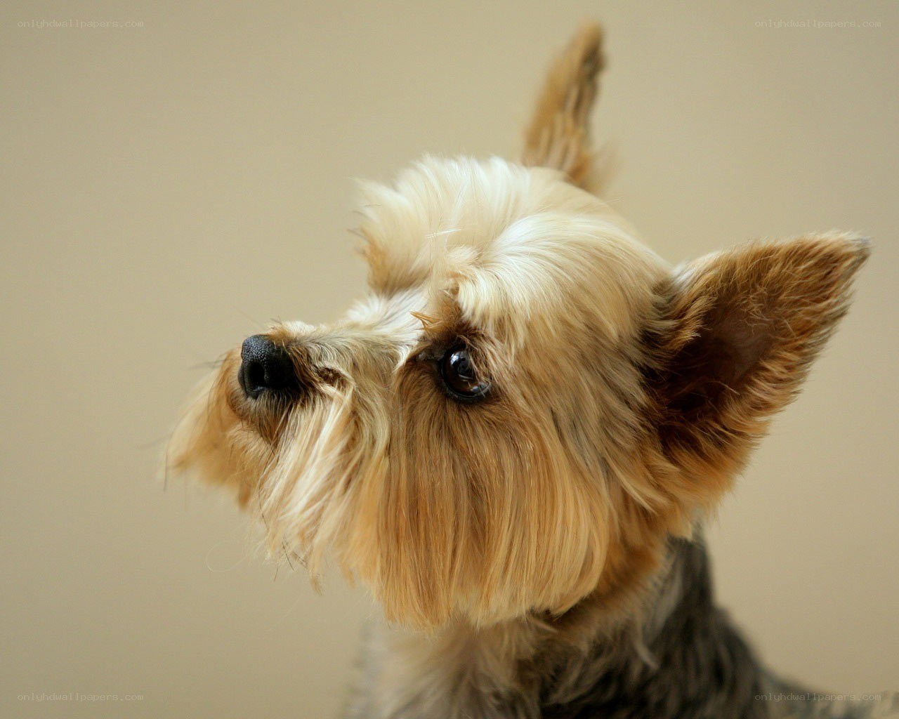 Yorkshire Terrier portrait