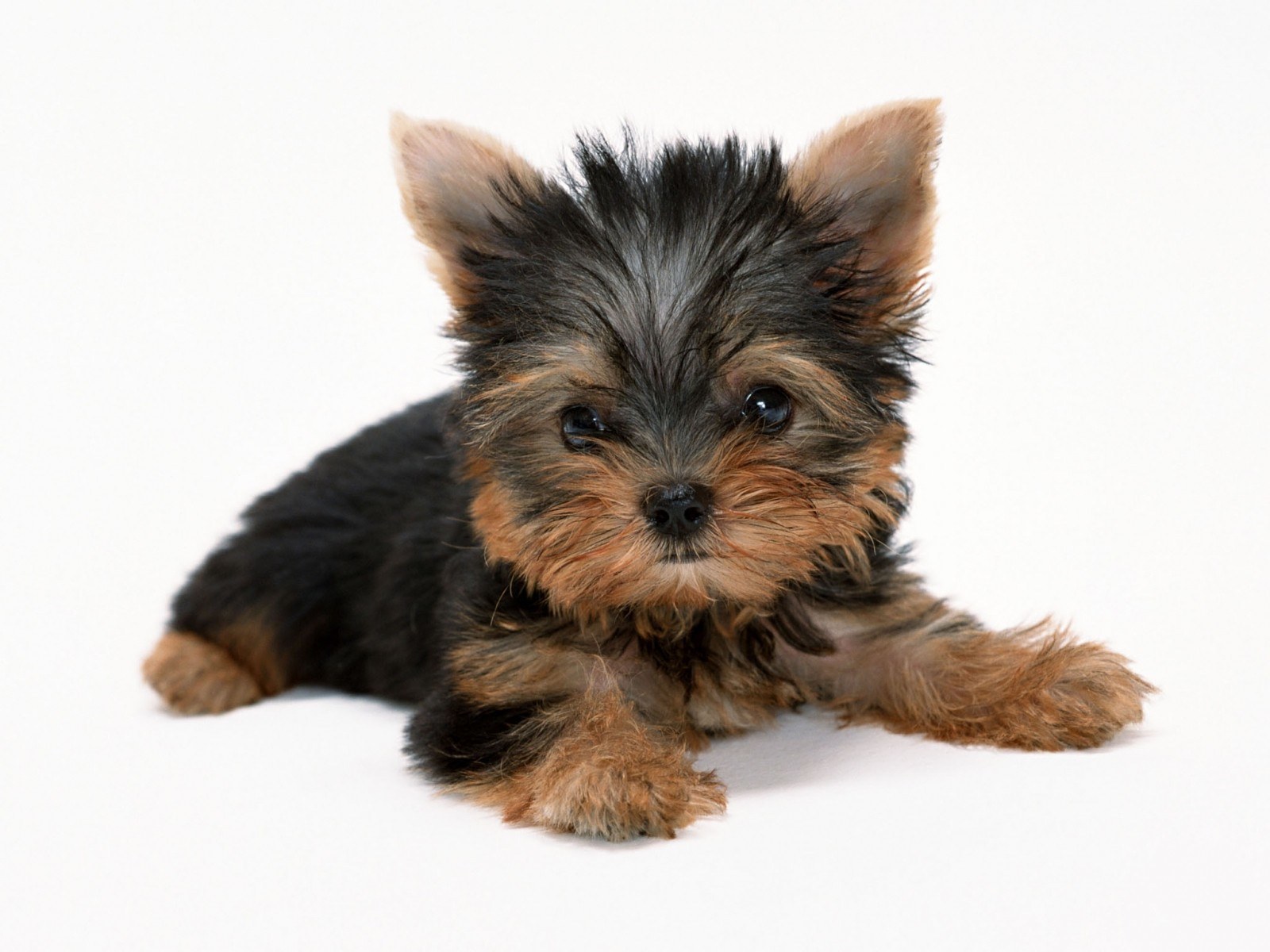 Yorkshire terrier puppy