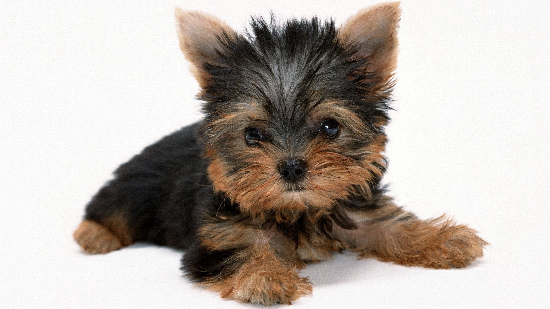 Yorkshire terrier puppy