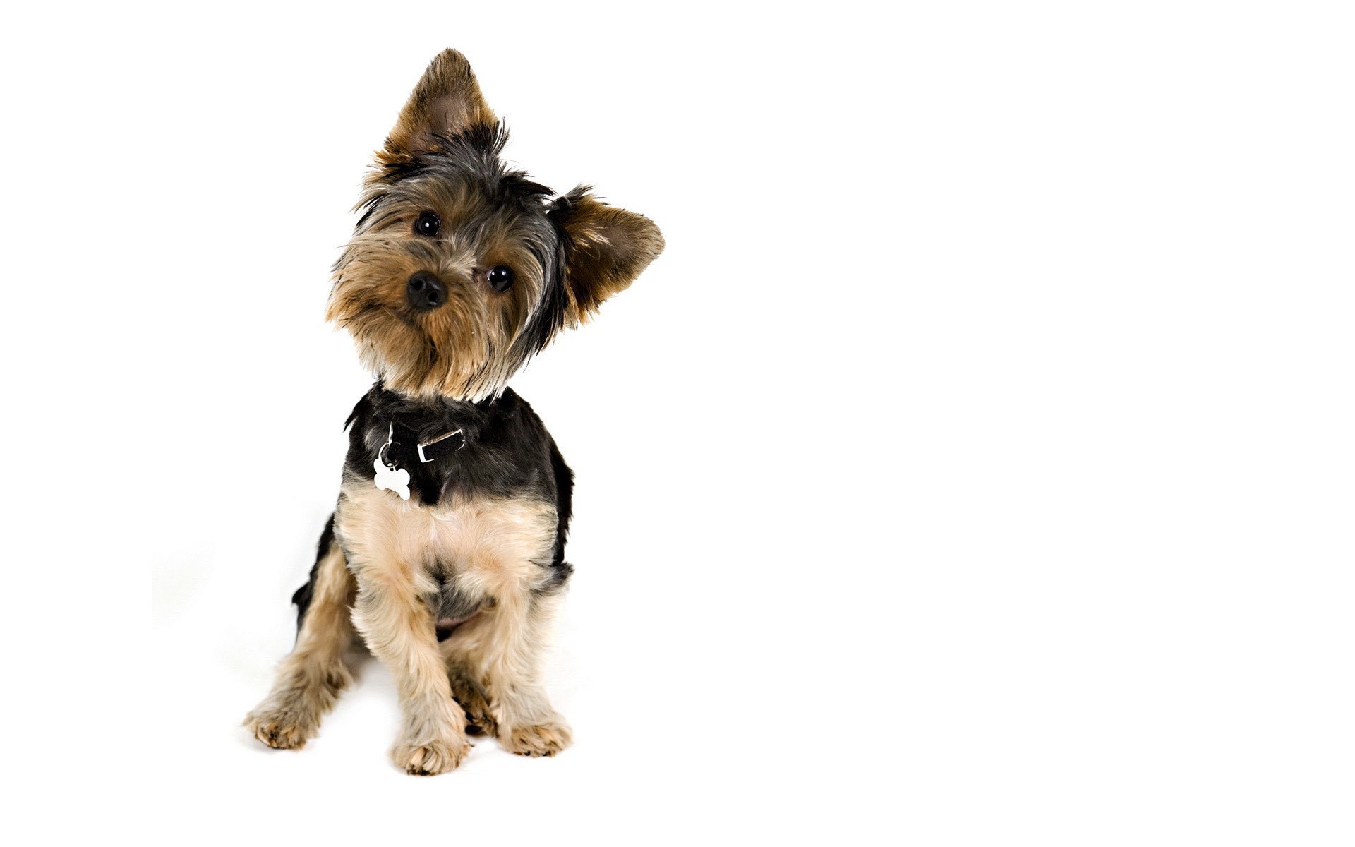 Yorkshire Terrier puppy