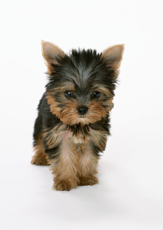 Yorkshire terrier puppy