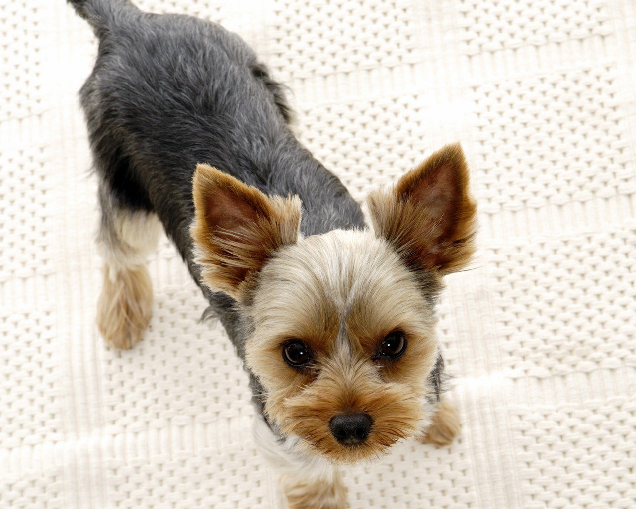Yorkshire Terrier puppy