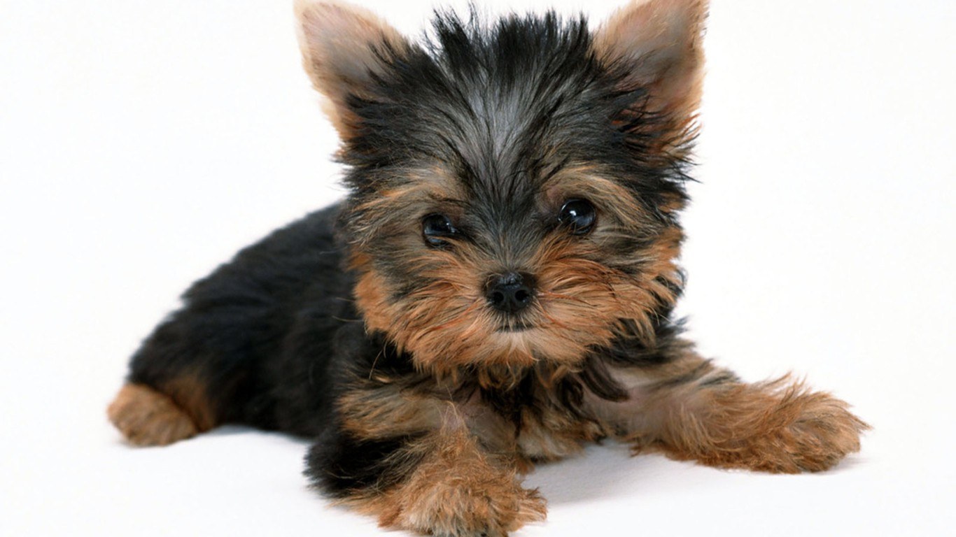 Yorkshire terrier puppy