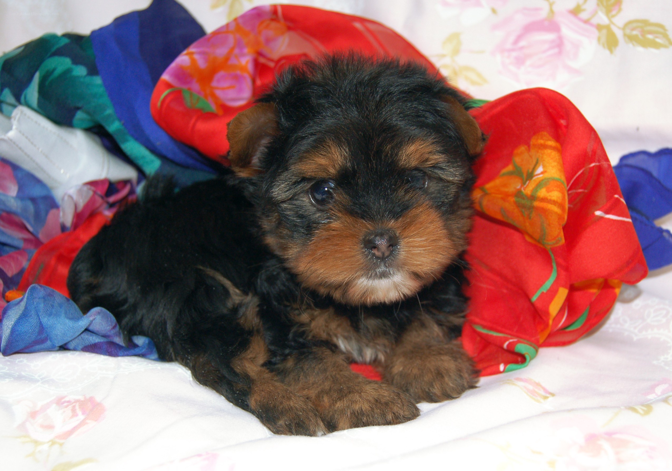 Yorkshire terrier puppy