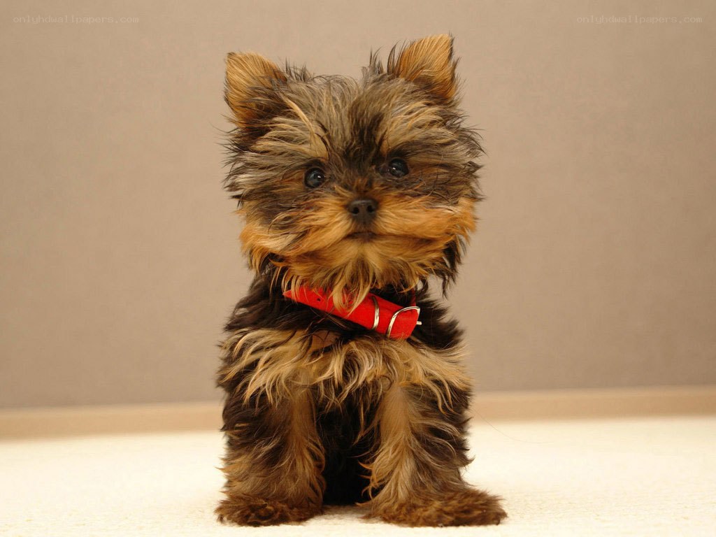 Yorkshire terrier puppy
