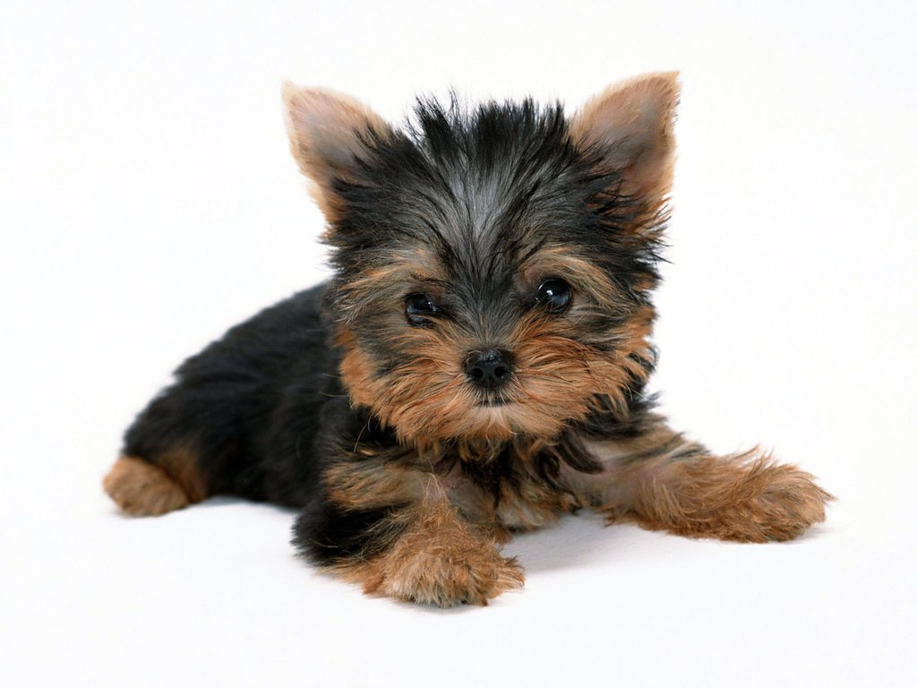 Yorkshire terrier puppy