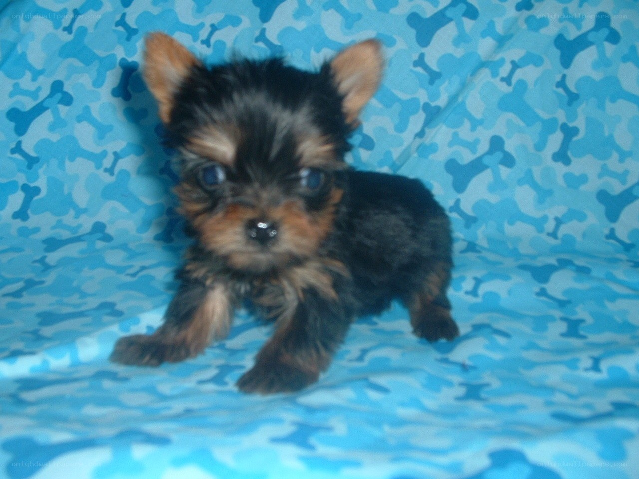 Yorkshire terrier puppy