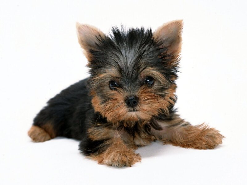 Yorkshire terrier puppy