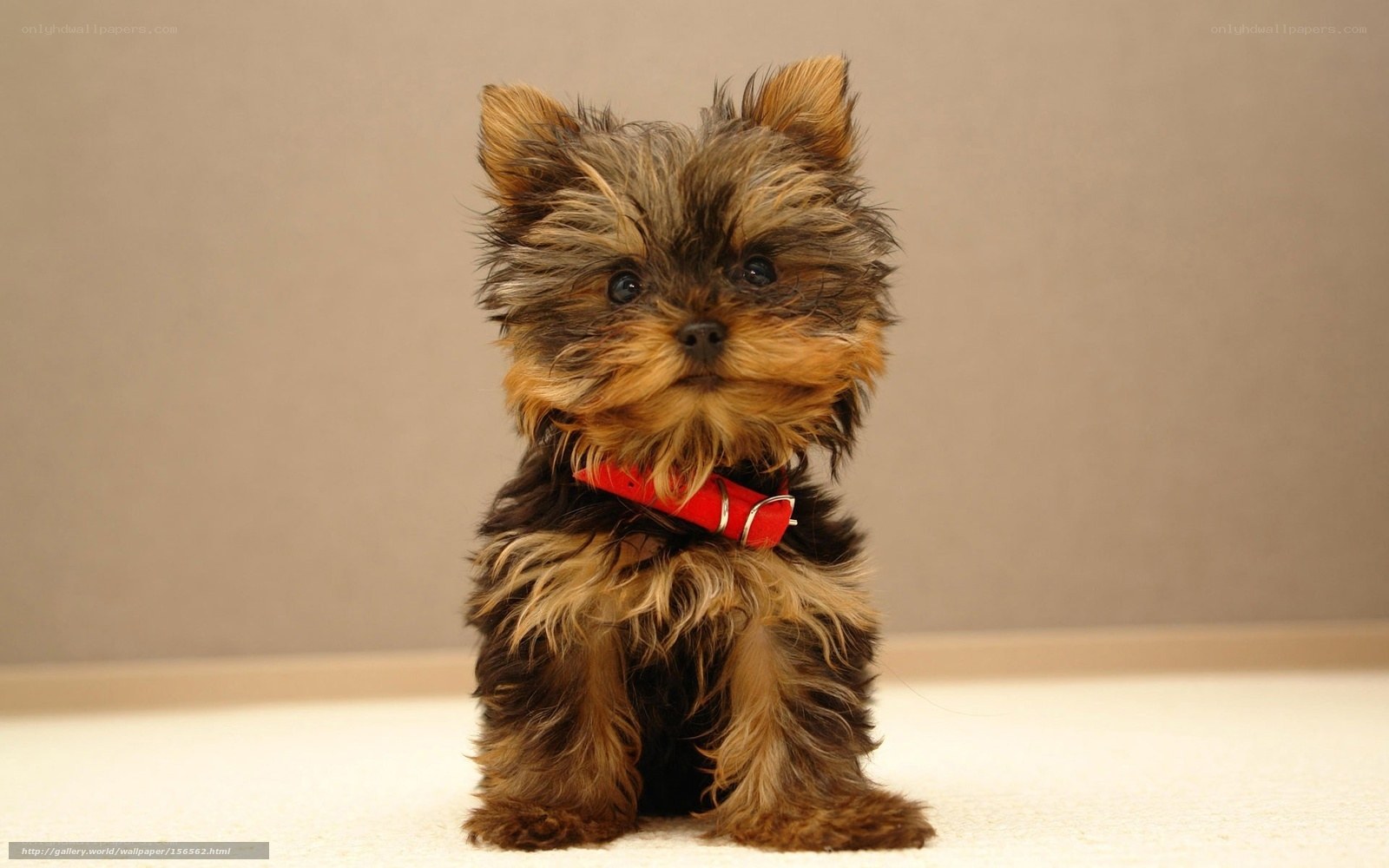 Yorkshire terrier puppy