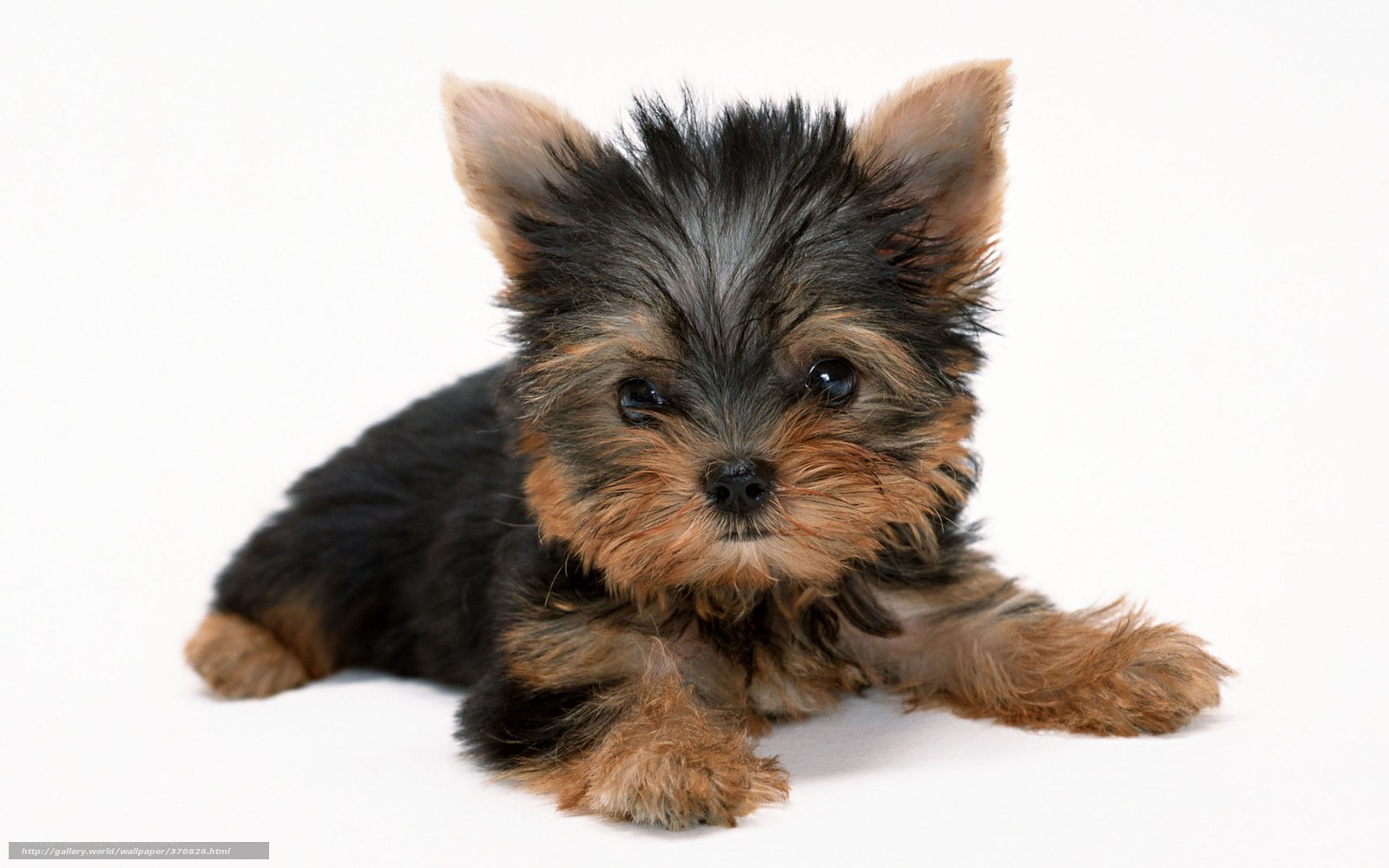 Yorkshire terrier puppy