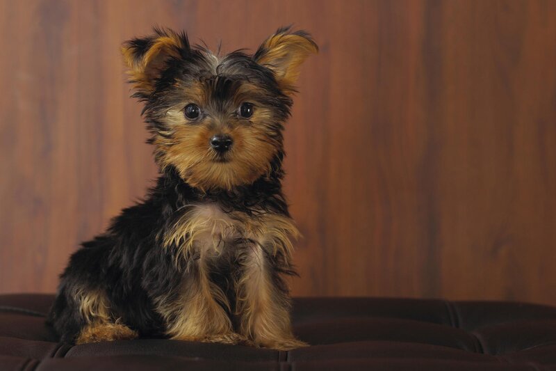 Yorkshire terrier puppy