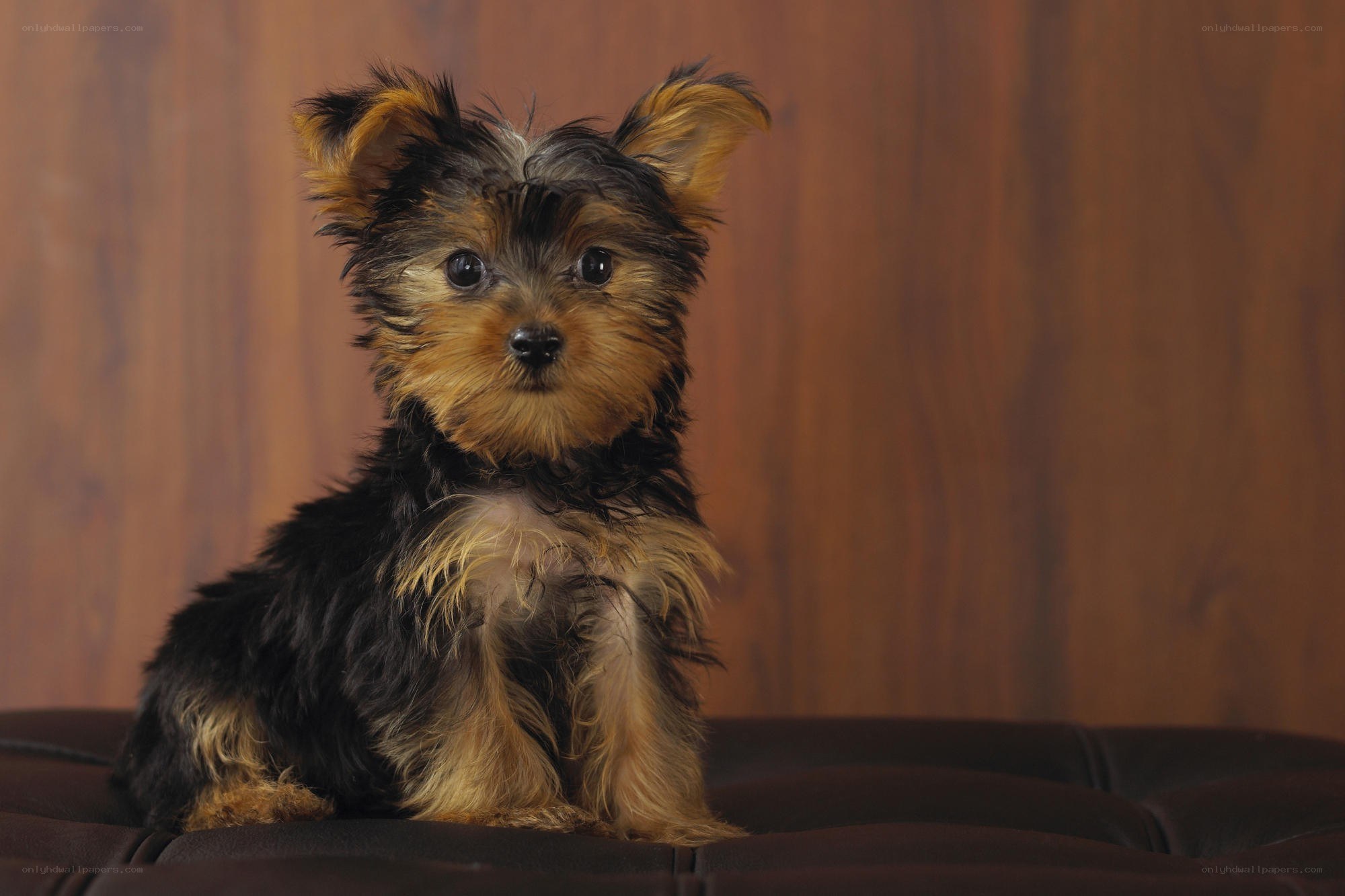 Yorkshire terrier puppy