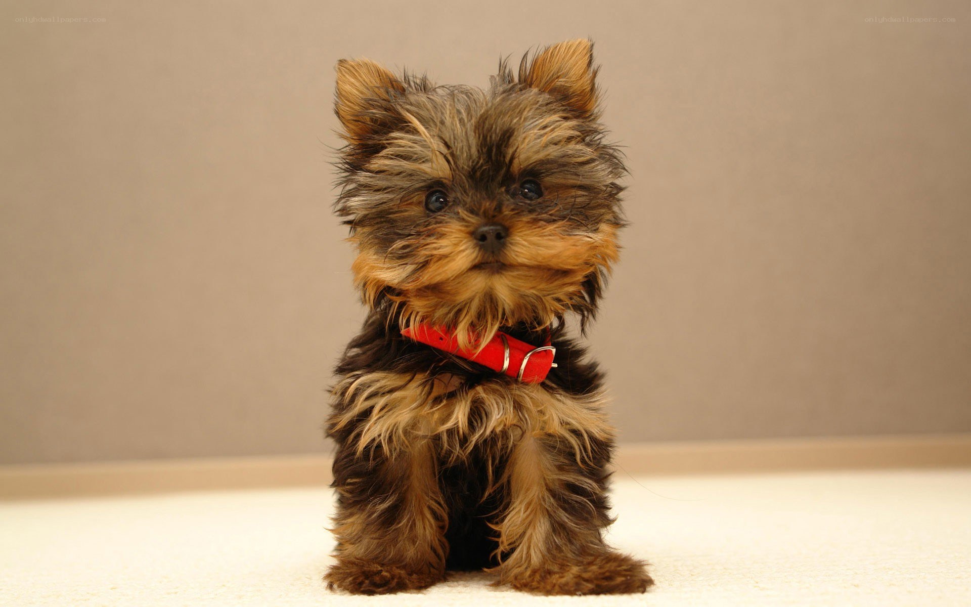 Yorkshire terrier puppy