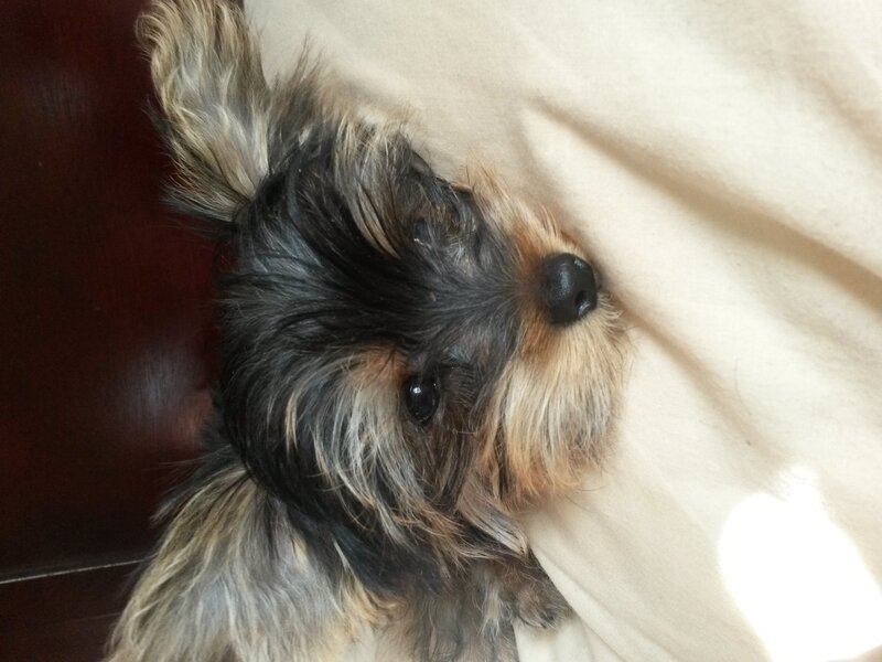 Yorkshire Terrier Puppy — Black, Calm, Photograph, Blanket, Wooden Surface