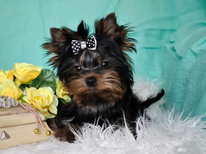 Yorkshire Terrier Puppy — Black, Calm, Photograph, Bow