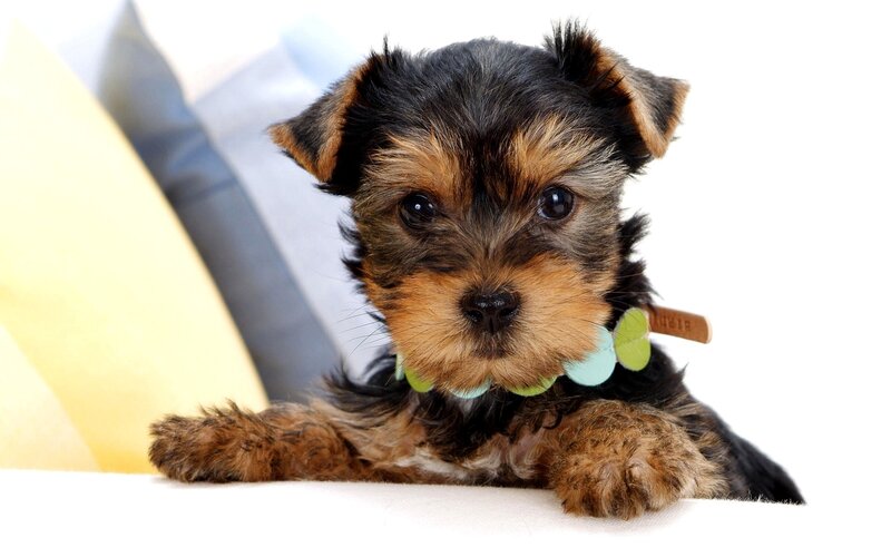 Yorkshire Terrier Puppy — Black, Calm, Photograph, Collar, Pillow, Brown, White