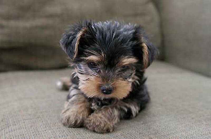 Yorkshire Terrier Puppy — Black, Calm, Photograph, Couch