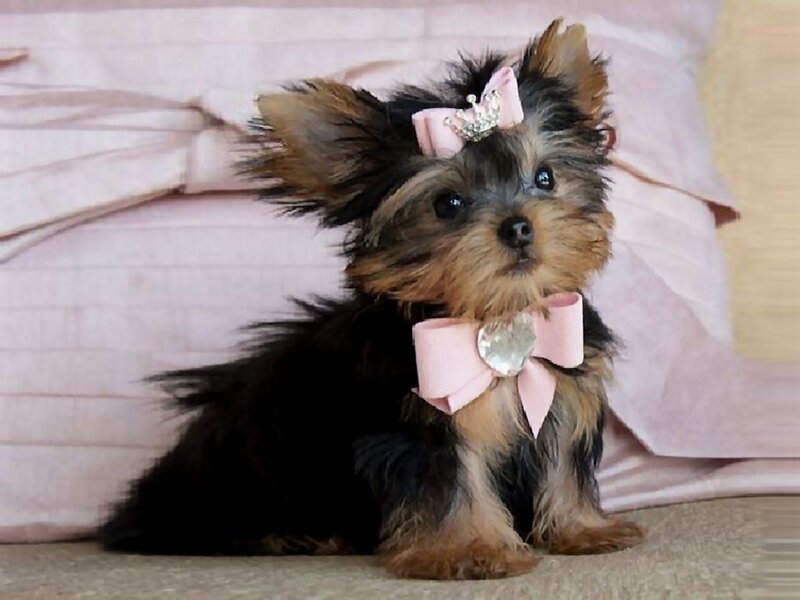 Yorkshire Terrier Puppy — Black, Calm, Photograph, Pink Bow