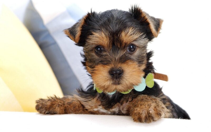 Yorkshire Terrier Puppy — Black, Calm, Photograph
