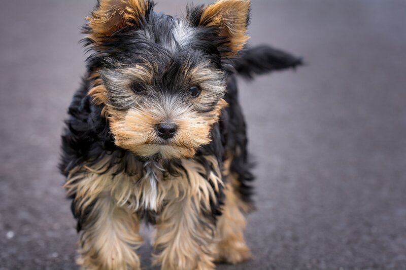 Yorkshire Terrier Puppy — Black, Curious