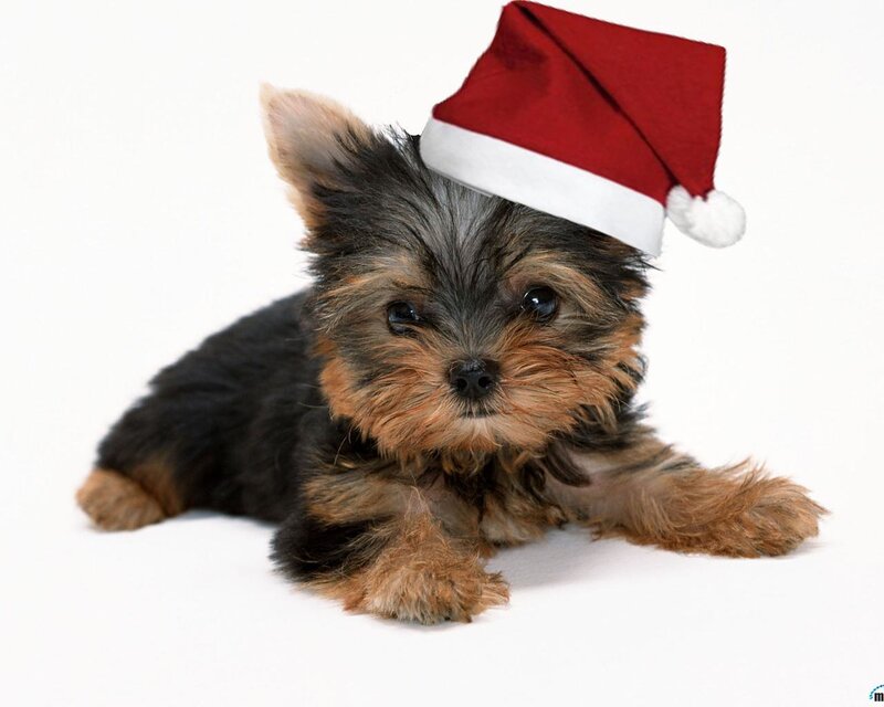 Yorkshire Terrier Puppy — Black