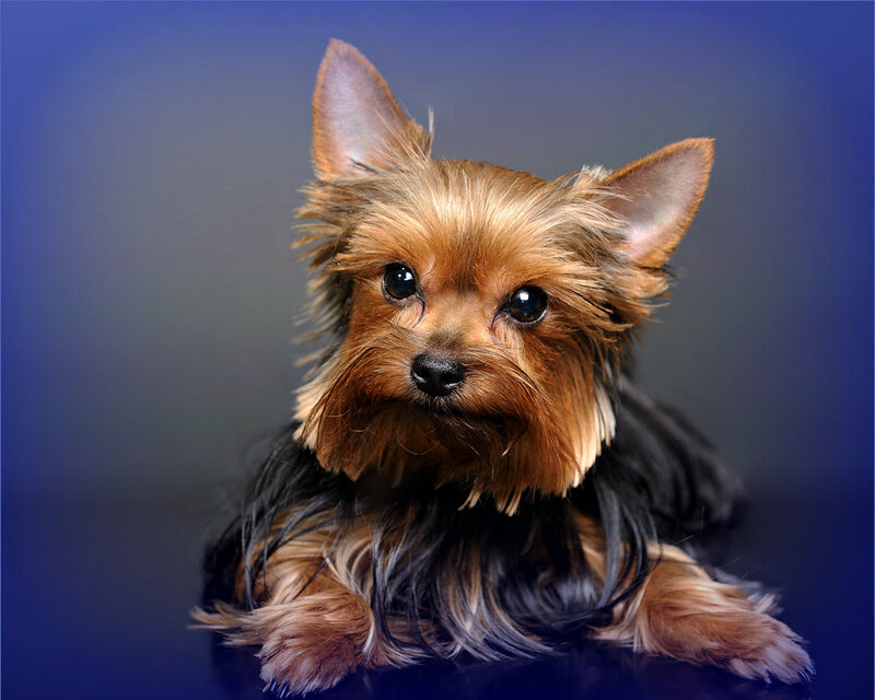 Yorkshire Terrier Puppy — Blue, Calm