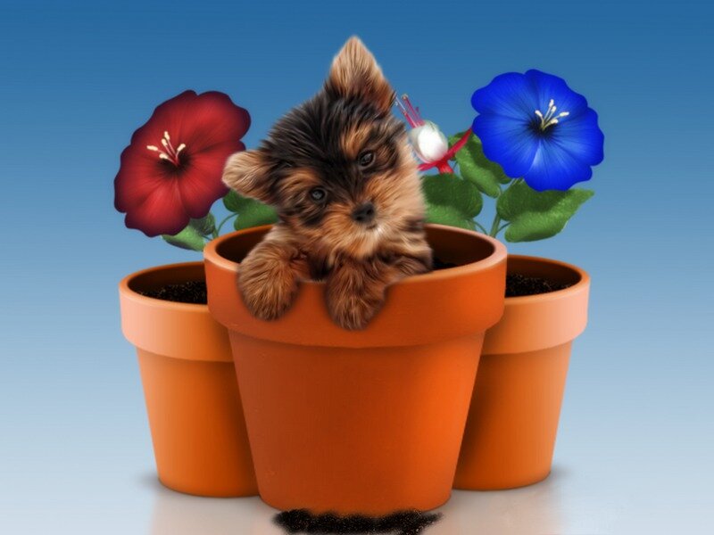 Yorkshire Terrier Puppy — Blue, Playful