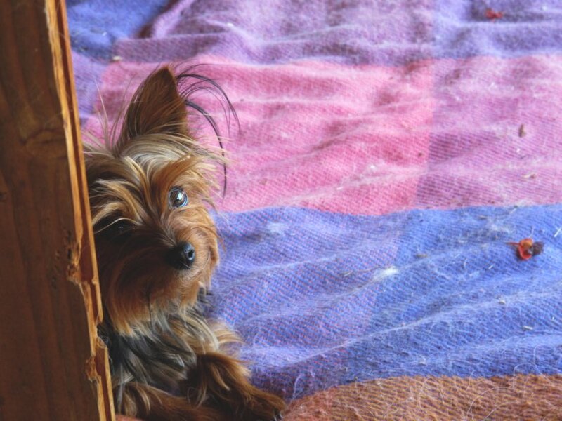 Yorkshire Terrier Puppy — Blue