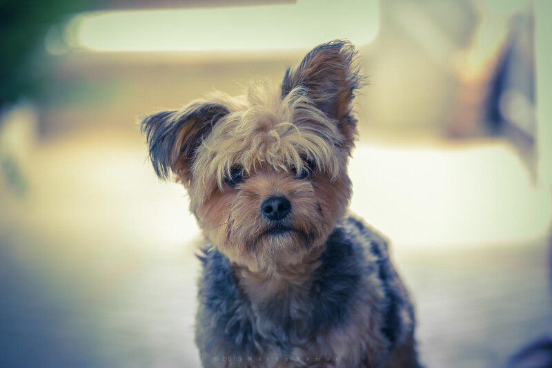 Yorkshire Terrier Puppy — Brown, Calm, Afternoon