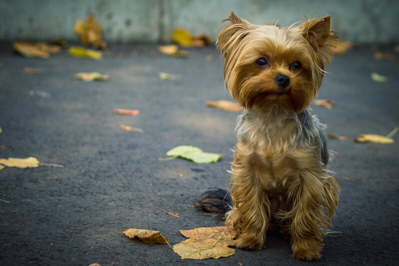 Yorkshire Terrier Puppy — Brown, Calm, Autumn