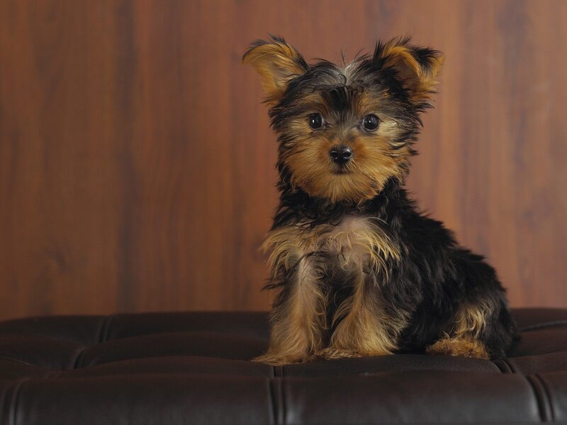 Yorkshire Terrier Puppy — Brown, Calm, Photograph, Couch