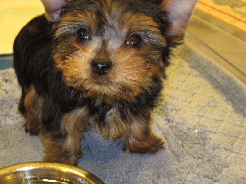 Yorkshire Terrier Puppy — Brown, Calm, Photograph, Dog