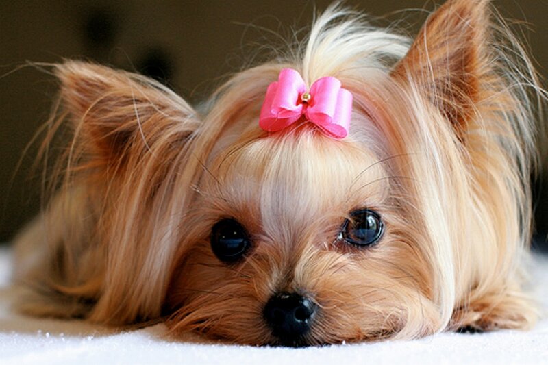 Yorkshire Terrier Puppy — Brown, Calm, Photograph, Pink Bow