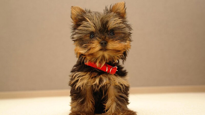 Yorkshire Terrier Puppy — Brown, Calm, Photograph, Red Collar, Carpet