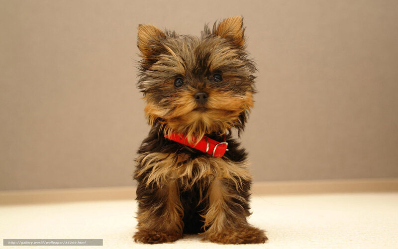 Yorkshire Terrier Puppy — Brown, Calm, Photograph, Red Collar