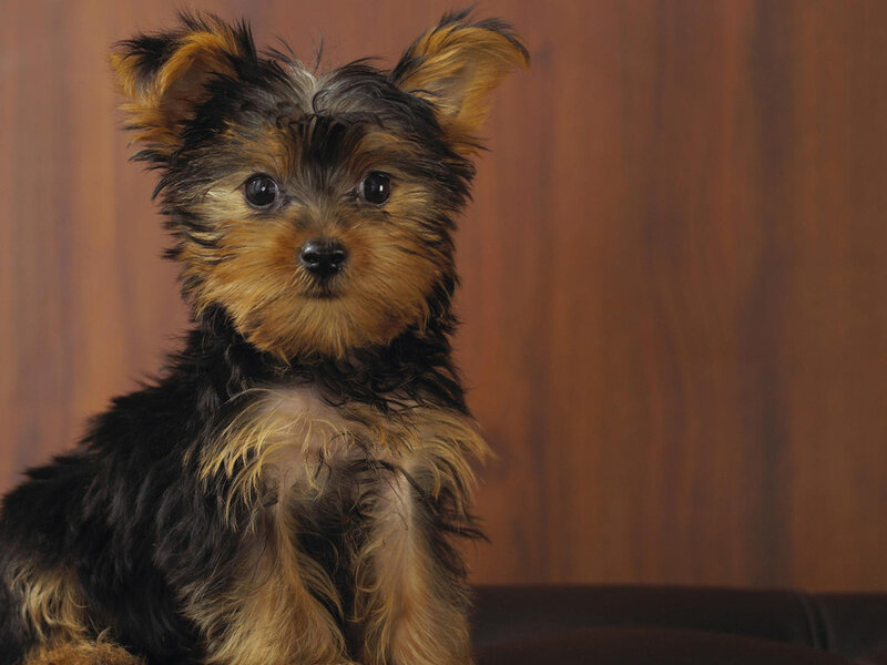 Yorkshire Terrier Puppy — Brown, Calm, Photograph