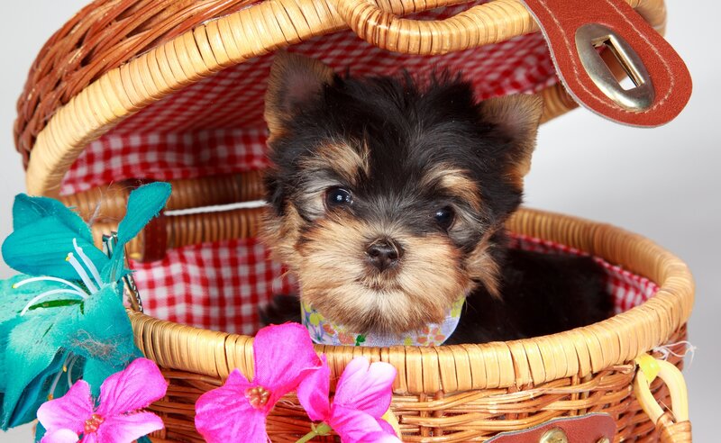 Yorkshire Terrier Puppy — Brown, Calm, Photograph, Wicker Basket
