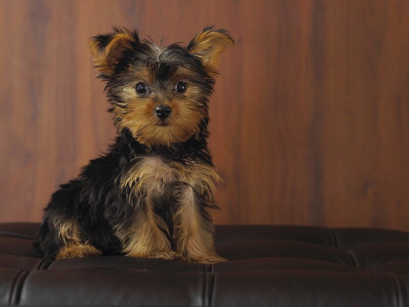 Yorkshire Terrier Puppy — Brown, Calm