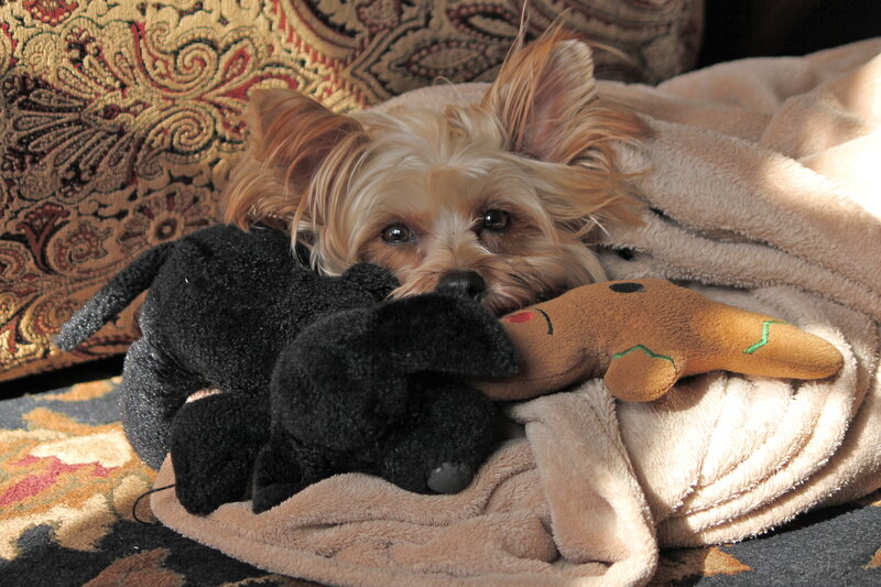 Yorkshire Terrier Puppy — Brown, Cozy