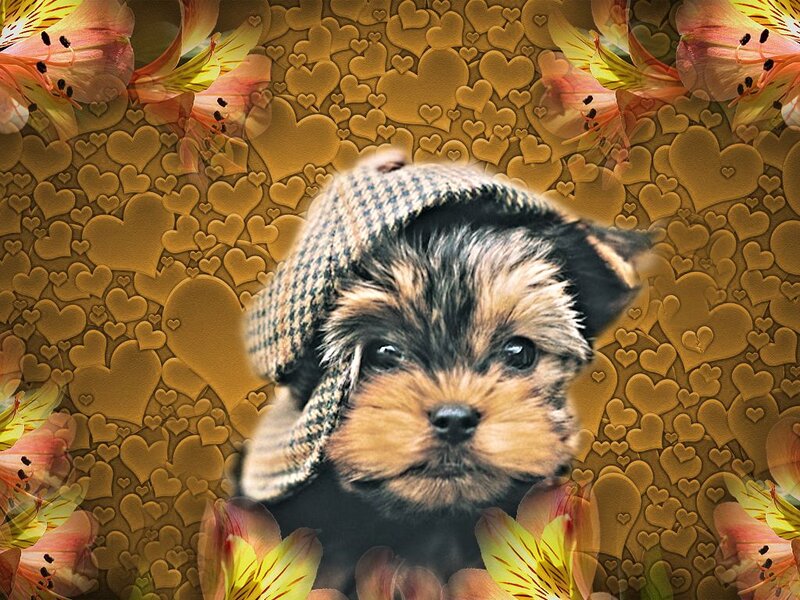 Yorkshire Terrier Puppy — Brown, Cute, Digital Art