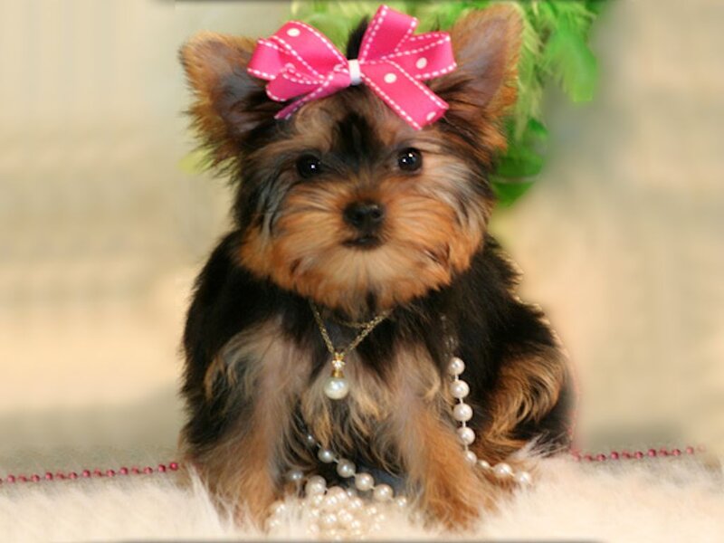 Yorkshire Terrier Puppy — Brown, Cute, Photograph