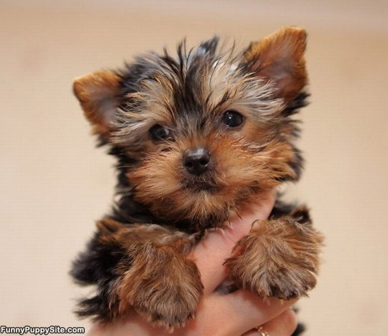 Yorkshire Terrier Puppy — Brown, Cute
