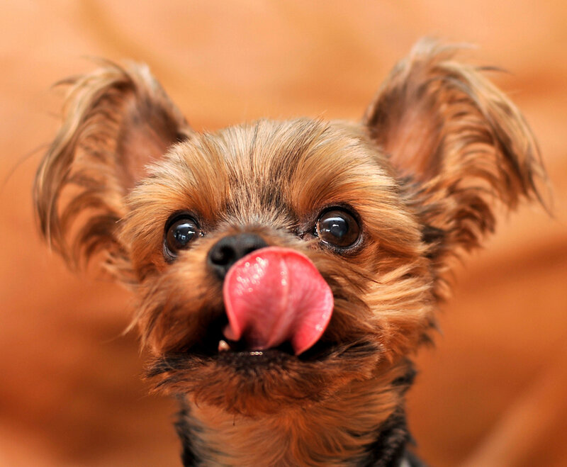 Yorkshire Terrier Puppy — Brown, Playful